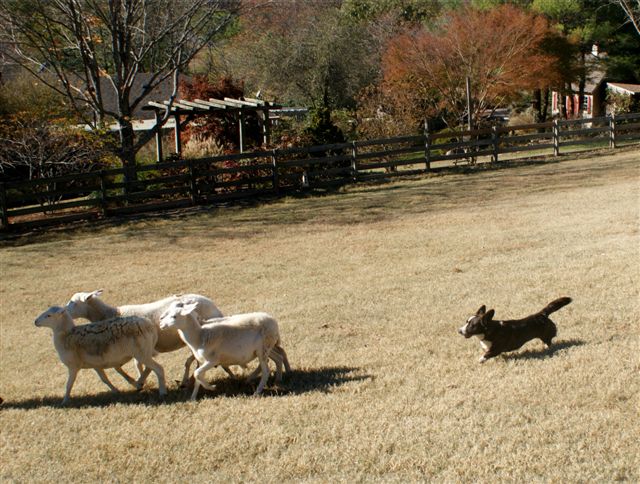 Derby