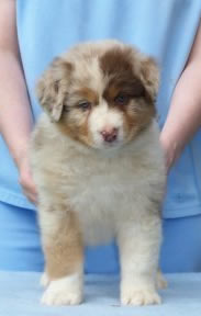 Red Merle Female